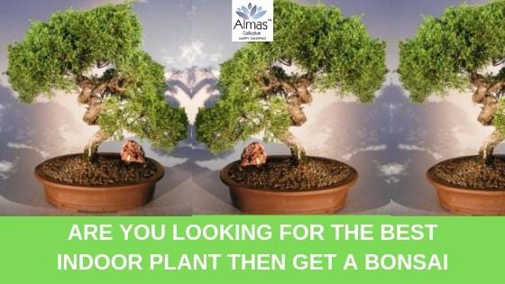 What is Bonsai Tree?