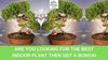 What is Bonsai Tree?